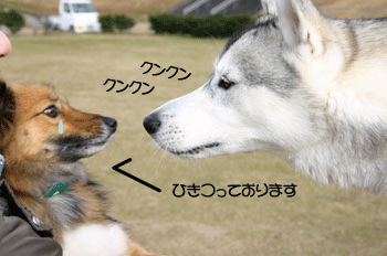 a0041108_22504436.gif