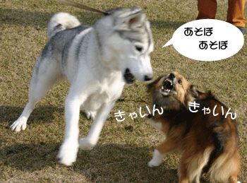 a0041108_22523325.gif