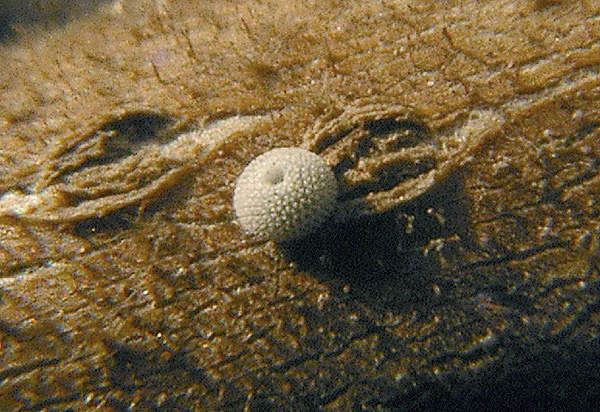 d0090322_2335646.jpg