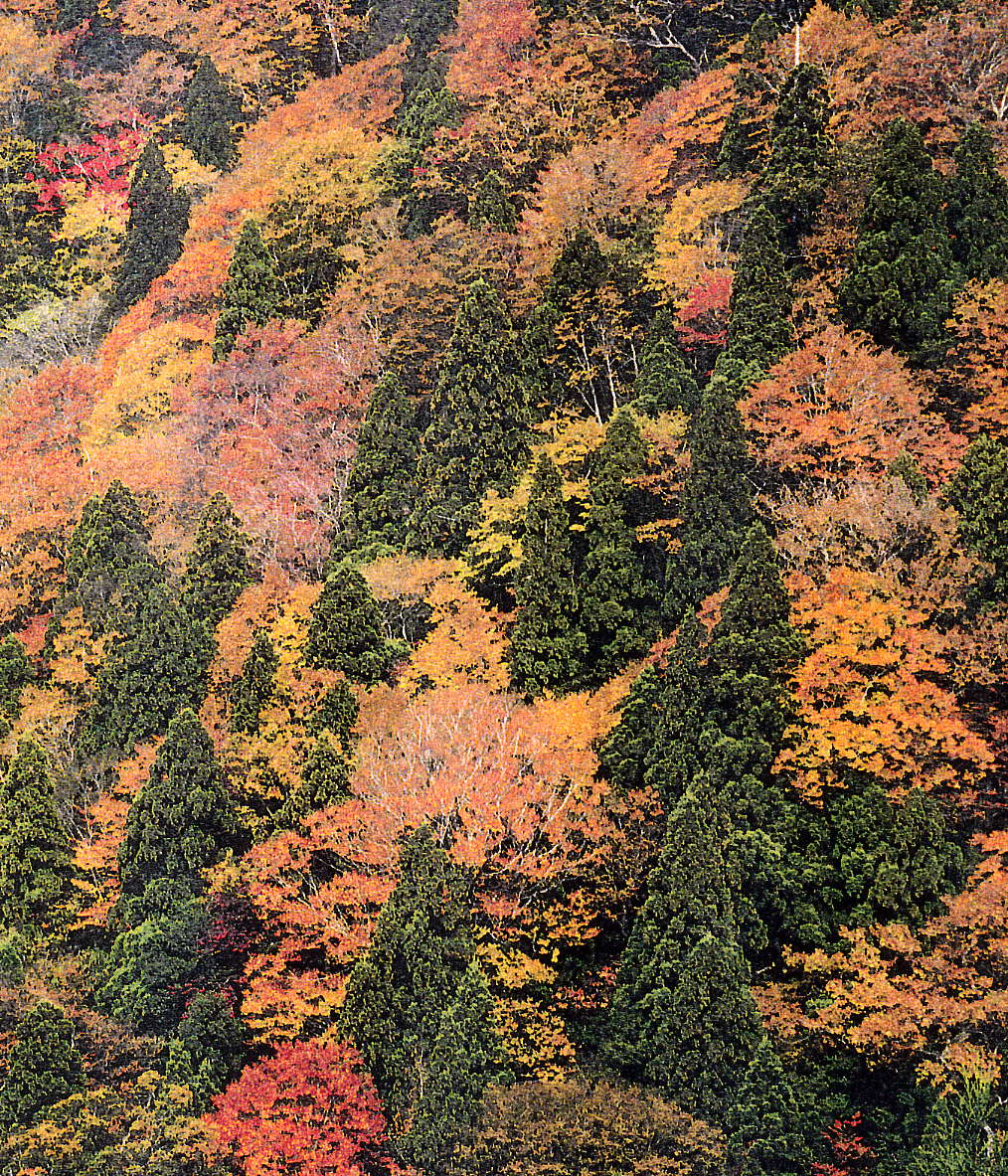 特集：限界集落（大野晃氏）　９_a0051128_8145870.jpg