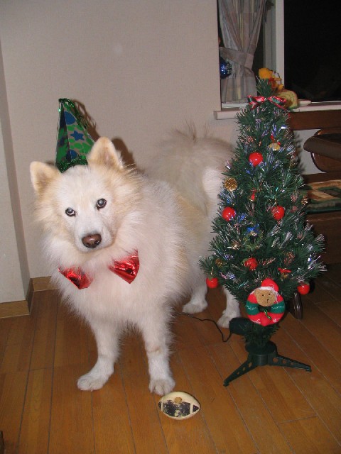 年中クリスマスの犬 サモエド_f0128542_23185962.jpg
