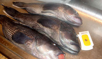 清蒸全魚_d0100880_1305922.jpg