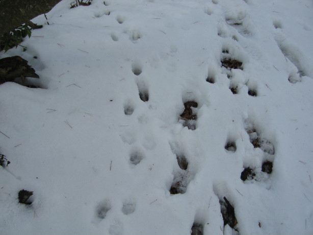 1月3日　天吉寺山に登って来ました_d0103314_10183477.jpg