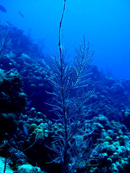 Grand Cayman Diving Log Book 7 ～ Paradise Reef/The Wreck of Oro Verde_e0087035_11352296.jpg