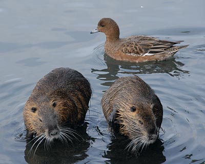 昆陽池のヌートリア_e0035757_21372847.jpg