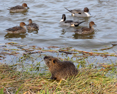 昆陽池のヌートリア_e0035757_2144918.jpg