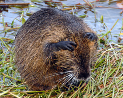 昆陽池のヌートリア 自然の写真帖
