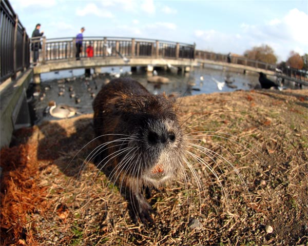 昆陽池のヌートリア_e0035757_2159124.jpg