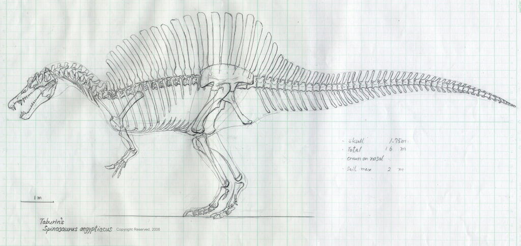 オリジナル・スピノサウルス決定版！？_e0064457_1151619.jpg