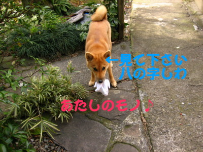 柴犬すみれ・・忘れてました_b0088173_1575544.jpg