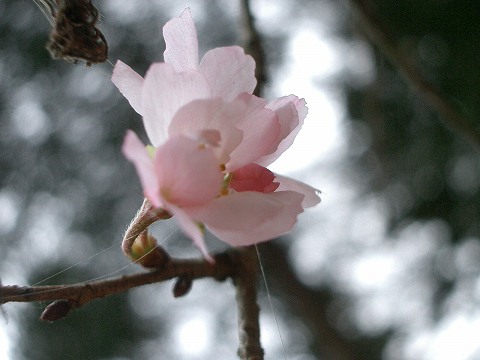 ジュウガツザクラ(十月桜)、フユザクラ(冬桜)、カンザクラ(寒桜)_c0085874_14502392.jpg