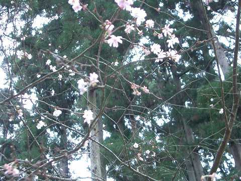 ジュウガツザクラ(十月桜)、フユザクラ(冬桜)、カンザクラ(寒桜)_c0085874_14504537.jpg