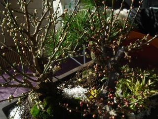 2006年12月後半編 いかんなあ、たまってしまって_b0098584_22301230.jpg