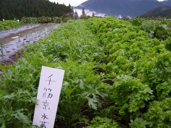 水菜とうとう収穫！！！_d0009116_17152616.jpg