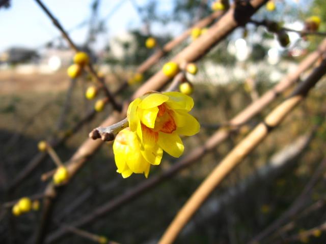 お気楽嫁のちゃい生活　～最終回～_a0048423_2149696.jpg