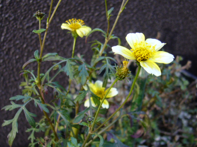 d0000324_14285887.jpg