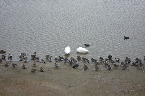 水鳥公園_f0007926_9452213.jpg