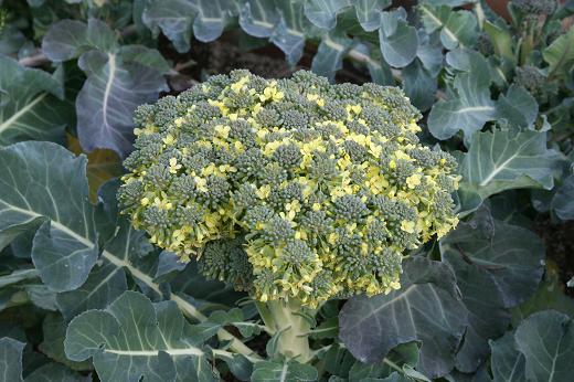 アブラナ科 Brassicaceae えるだまの植物図鑑