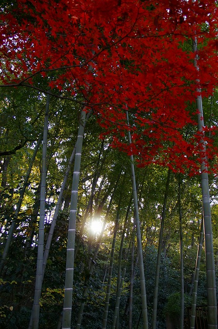 下赤塚散歩　赤塚溜池公園周辺_c0072858_23594836.jpg