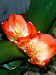 a0064865_22585879.jpg