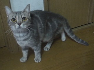 魔性の女ブルータビーのジニャコたん Dears Cattery アメショ 三昧