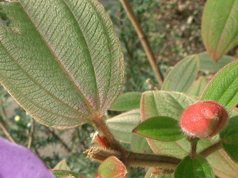シコンノボタン(紫紺野牡丹)_c0085874_1745156.jpg