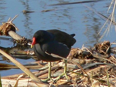 今朝の鳥達_b0025101_223064.jpg