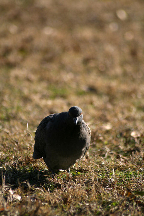 c0067303_934579.jpg