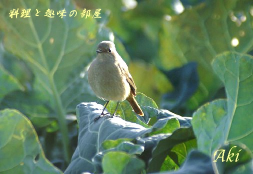 雨の中でお食事をする可愛いぃ〜メジロちゃん／キャベツ畑のお嬢様で〜す。_b0033423_14486100.jpg