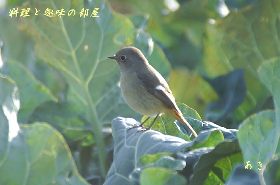 雨の中でお食事をする可愛いぃ〜メジロちゃん／キャベツ畑のお嬢様で〜す。_b0033423_15294246.jpg