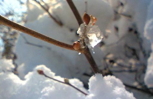 「声…雪の日」その２＆３    更新しました。_e0093741_17211215.jpg