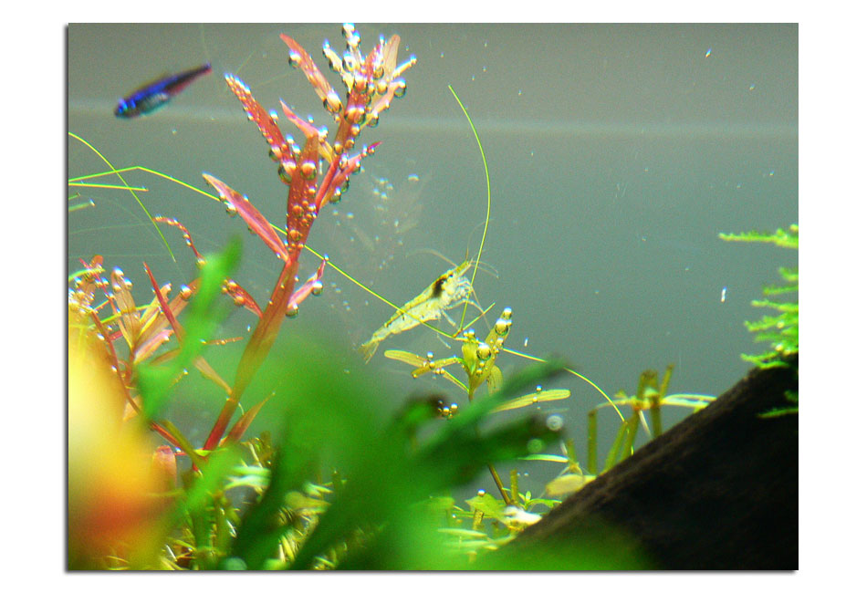 アルジーライムその後 クログ水草水槽