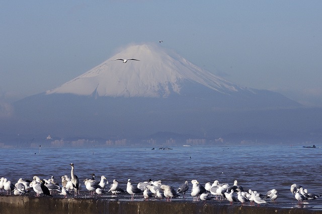 「旅立ち・・・」１月６日今日のショット_d0019260_1844513.jpg