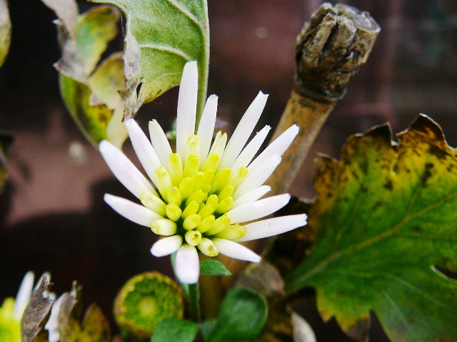 d0042474_116401.jpg