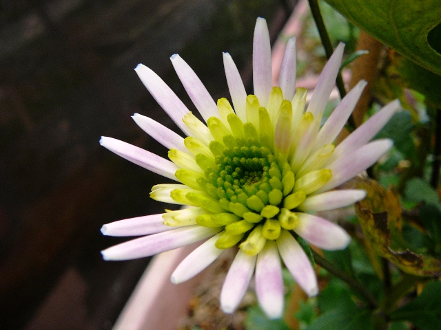 d0042474_1165734.jpg