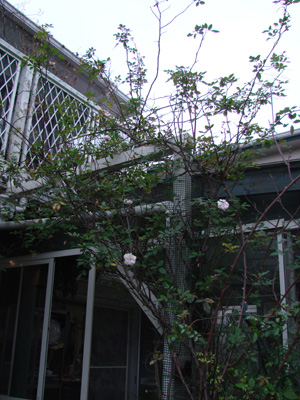 e0008586_10325824.jpg