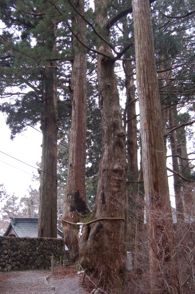 玉置神社　神代杉　夫婦杉　一方杉？_b0100489_19265968.jpg