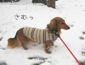 むぎゅず on 雪♪_b0044804_10103776.jpg