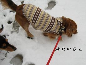 むぎゅず on 雪♪_b0044804_10111729.jpg