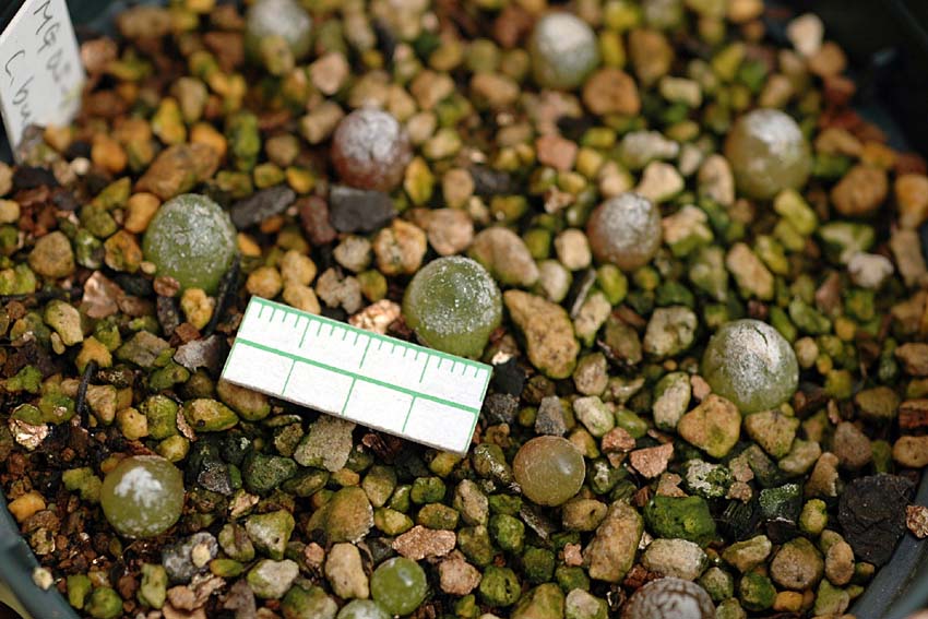 Conophytum khamiesbergense : conocono's コノフィツム モノグラフ