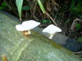 キノコの傘、核の傘、ニホンの防衛...?_a0043520_9482720.jpg