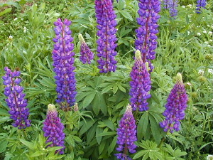 f0005826_22392769.jpg