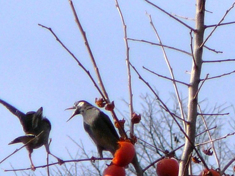 八木春日神社の鳥　その２_d0042474_1283543.jpg