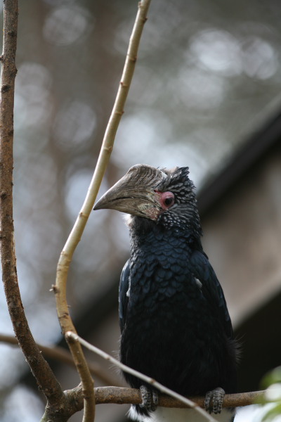 今日は鳥撮影_a0027275_18532635.jpg