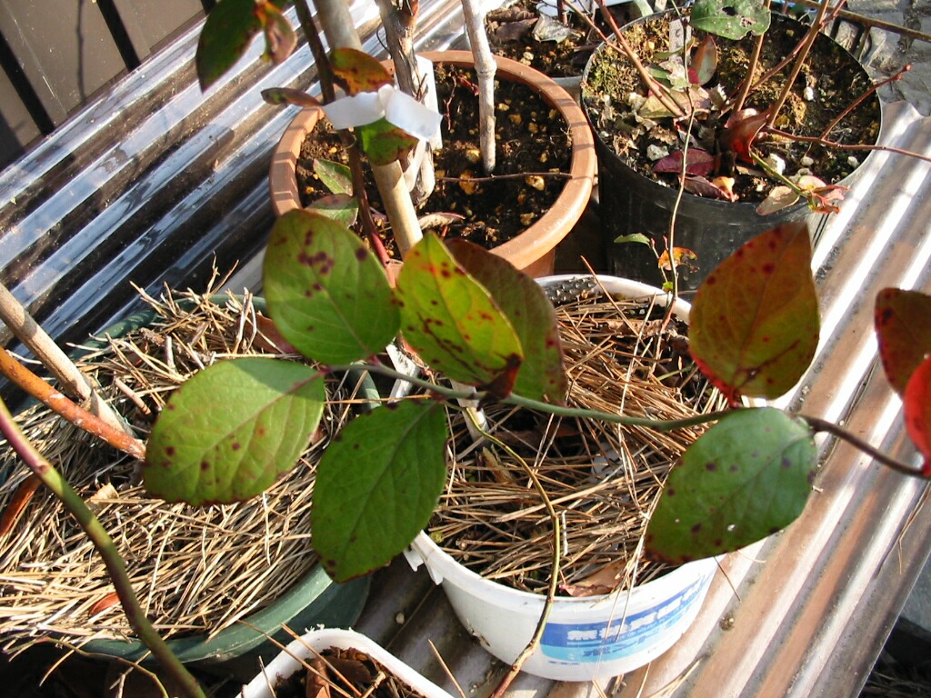 Leaf Spot ブルーベリーの育て方 栽培 ブルーベリー ノート Blueberrynote