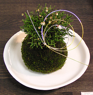 <企画展>北室:苔久・苔玉展 <企画展>南室:華鼓・玉青ふたり展_f0106896_11554026.jpg