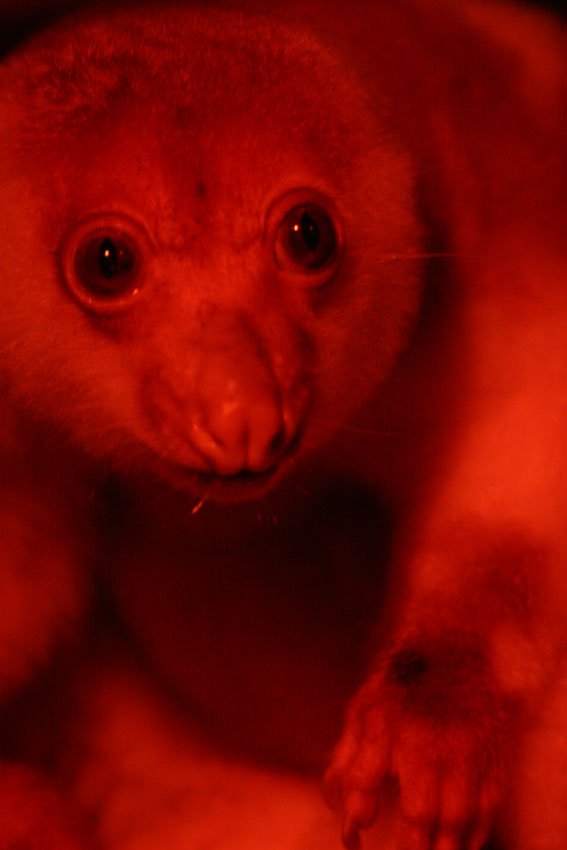 プチクスクス 動物の顔 顔 顔 プチクスクス 動物の顔 顔 顔