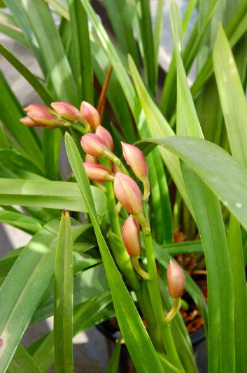 わたくし事～部屋の開花状況～_e0057916_23525954.jpg