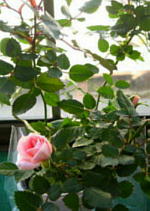 f0028125_2264518.jpg