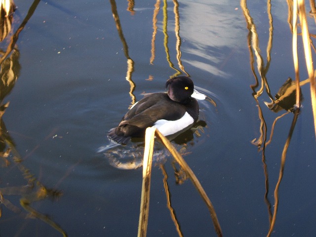 e0089232_033394.jpg